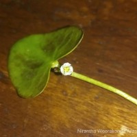Nymphoides parvifolia (Griseb.) Kuntze